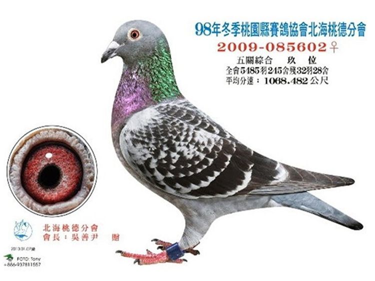 主圖片