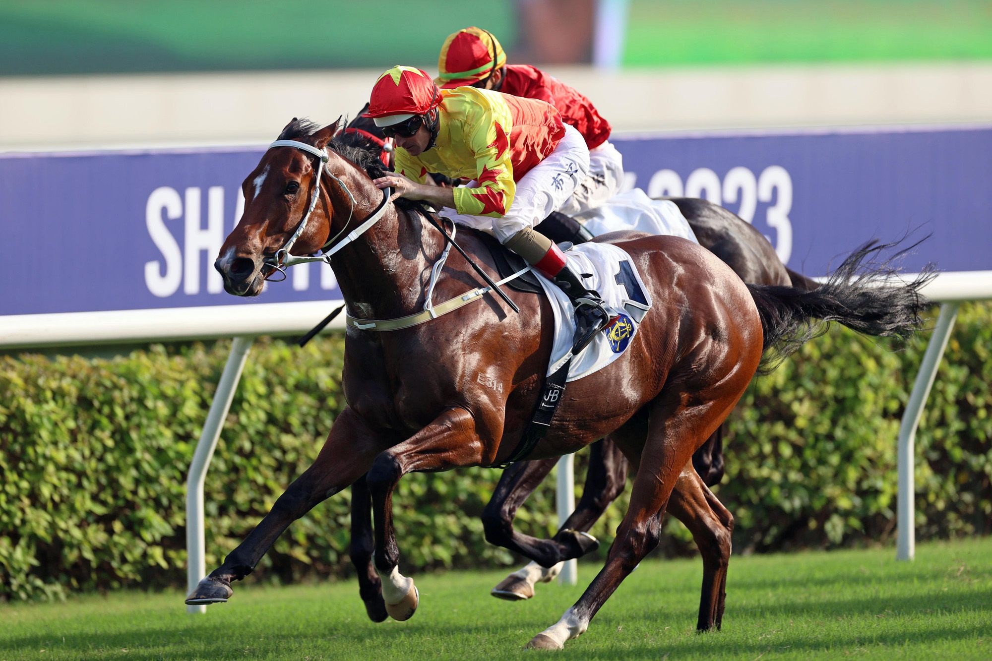 Hong Kong Horse Racing