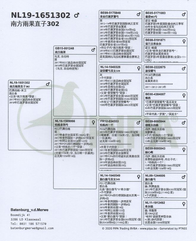 鴿子圖片5