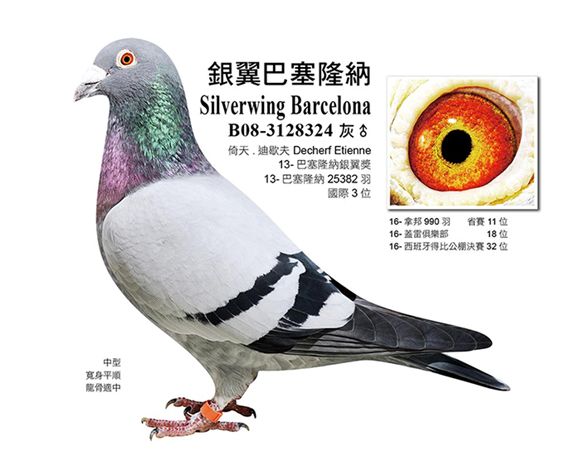 照片8